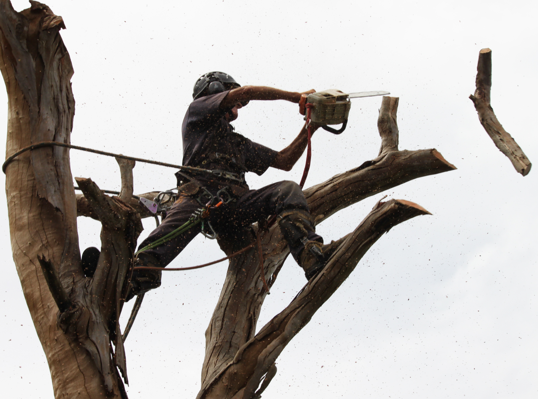 Tree Pruning and Trimming Services