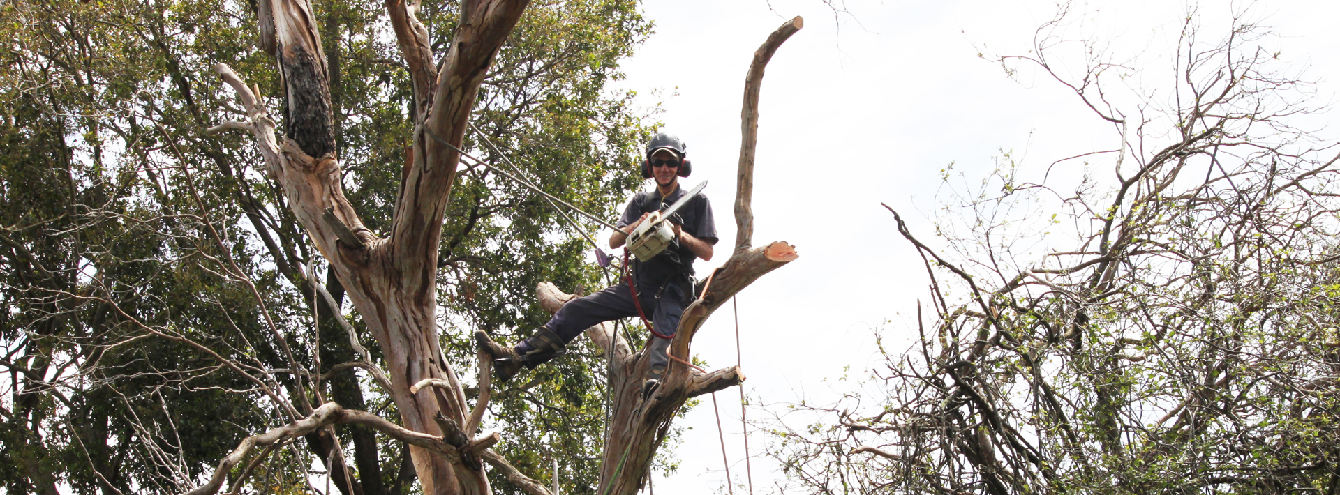 Expert Tree Lopping Services