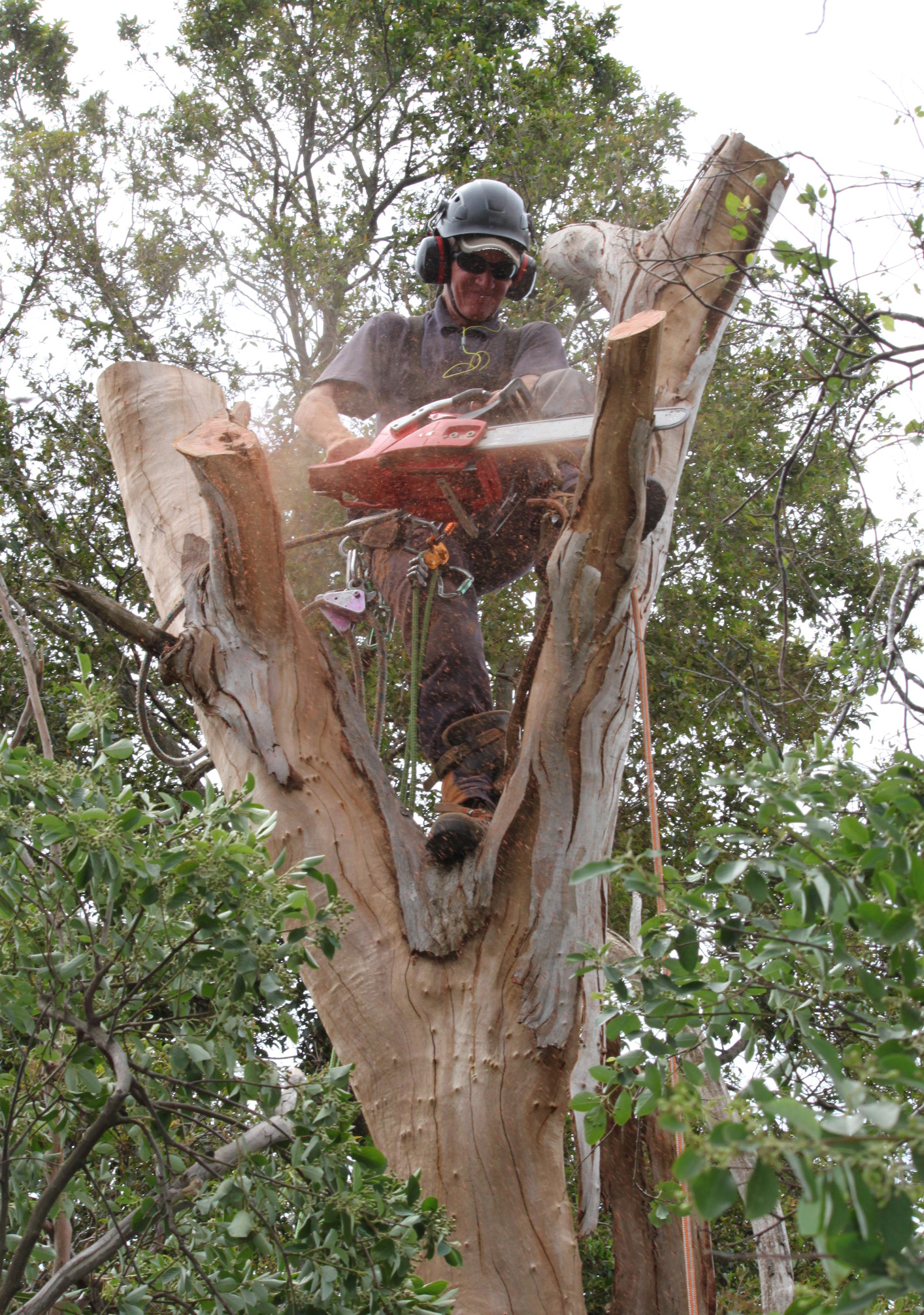 Tree Removal Services in Melbourne